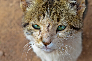 close up portrait of a cat