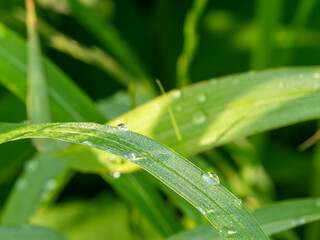 水滴が付いた新緑の葉
