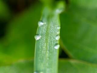 水滴が付いた新緑の葉