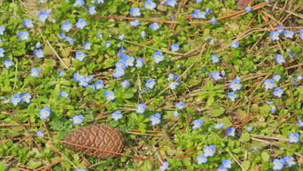 Fototapeta premium Spring Flowers. Blue Forget-Me-Nots Bloomed In The Garden. Amazing Spring Forget-Me-Not Flowers. Close up.