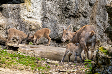 Alpine Capra Ibex mother nursing her young with two other young combating with head clashing in background, Steinbock