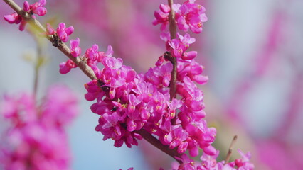 Pink Branch Of Redbud In Full Bloom. Scientific Name Cercis Siliquastrum. Close up.