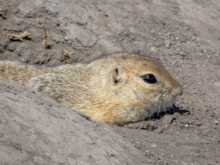 Close up to a vigilant Richardson's ground squirrel rodent, peeks out of its burrow in the dirt, watchful and alert to its surroundings.