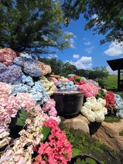 国営讃岐まんのう公園紫陽花フォトスポット【香川県仲多度郡まんのう町】