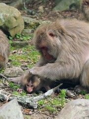 銚子渓お猿の国2024【香川県小豆郡土庄町（小豆島）】5