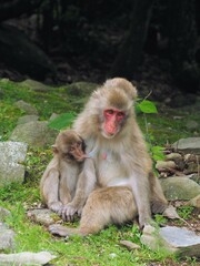 Obraz premium 銚子渓お猿の国2024【香5川県小豆郡土庄町（小豆島）】