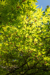 Green leaves against the blue sky under the sun. Summer forest landscape.