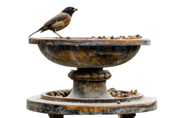 A small bird perched on an antique birdbath filled with seeds, isolated on a white background. A rustic wildlife scene.
