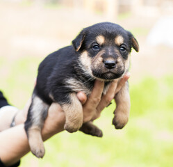 puppy in the palm of your hand, puppy in your arms