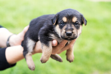 puppy in the palm of your hand, puppy in your arms
