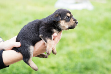 puppy in the palm of your hand, puppy in your arms