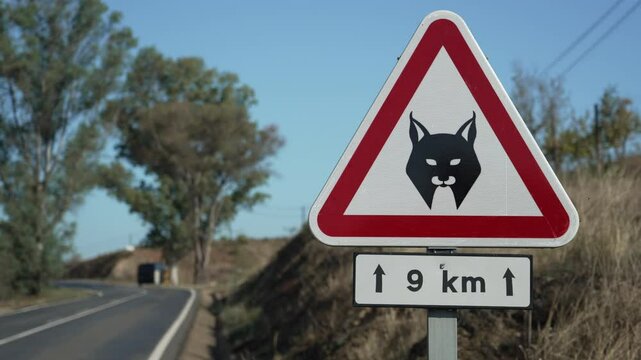 red and white road warning sign of Iberian Lynx, Lynx pardinus, a Wild Cat Species Endemic to the Iberian Peninsula in Spain and Portugal, highly threatened and close to extinction.