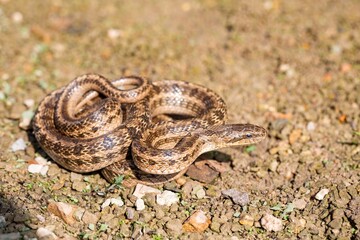 A close-up shot of a young Steppe rat snake (Elaphe dione) in its natural habitat in the mountainous area of Beijing, China; blurreed background, on a sunny day