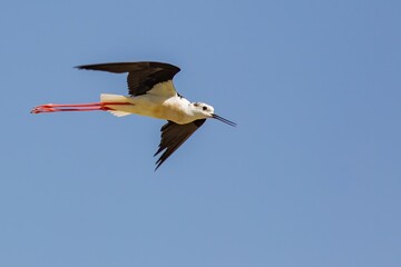 An adult Black-winged stilt (Himantopus himantopus) flying over a wetland, its natural habitat, in a nature reserve in North China. Blue sky background. Sunny day.