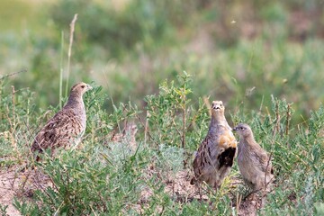 Close-up shot of a Daurian partridge (Perdix daurica) family. Adult male, female and juvenile birds foraging in natural habitat: open grassland. Blurred green background. In North China.