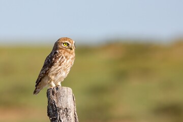 A close-up Little Owl (Athene noctua) perched on a wooden post in North China. The owl, with its striking yellow eyes and speckled feathers, stands out against the blurred grassland background. 