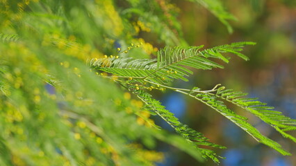 Spring Is Coming. Mimosa Flower Of Womans Day. Spring Nature Backgrounds. Floral Gentle Spring Background. Close up.