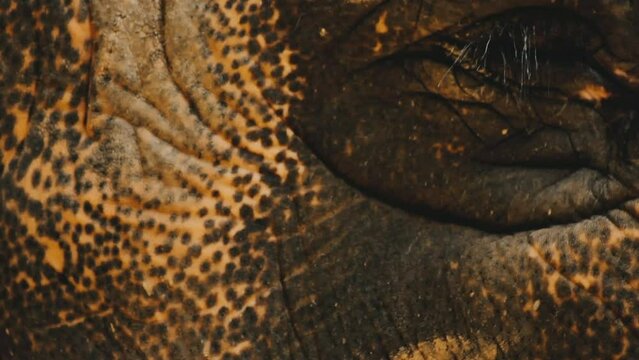 Two large land mammals, Asian elephants, elephas maximus standing side by side, covered in mud, flapping its ears, uses its long trunk to pick up food, eating branches with leaves on the ground.