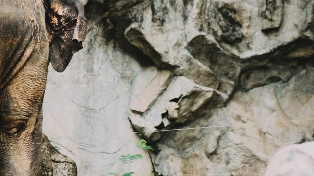 Two large land mammals, Asian elephants, elephas maximus standing side by side, covered in mud, flapping its ears, uses its long trunk to pick up food, eating branches with leaves on the ground.