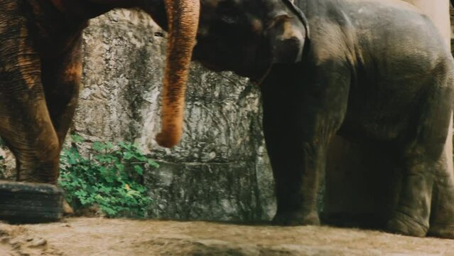 Two large land mammals, Asian elephants, elephas maximus standing side by side, covered in mud, flapping its ears, uses its long trunk to pick up food, eating branches with leaves on the ground.
