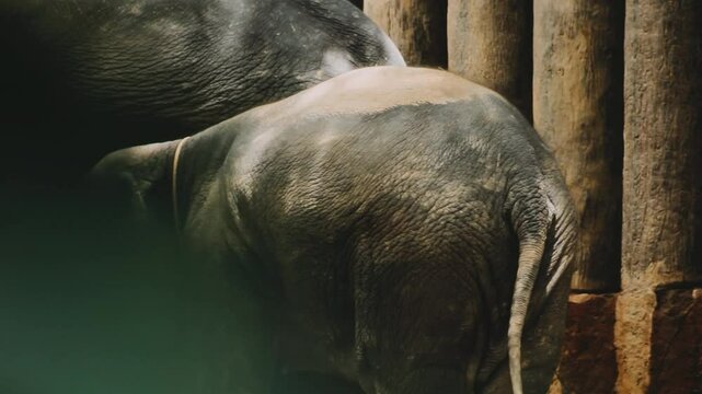 Two large land mammals, Asian elephants, elephas maximus standing side by side, covered in mud, flapping its ears, uses its long trunk to pick up food, eating branches with leaves on the ground.