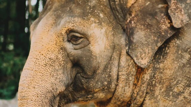 Two large land mammals, Asian elephants, elephas maximus standing side by side, covered in mud, flapping its ears, uses its long trunk to pick up food, eating branches with leaves on the ground.