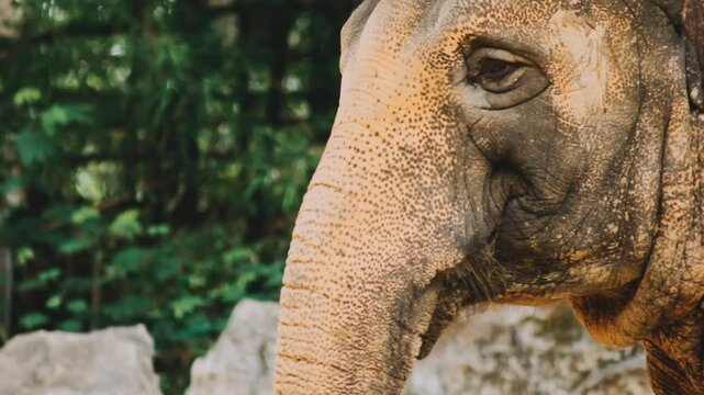 Two large land mammals, Asian elephants, elephas maximus standing side by side, covered in mud, flapping its ears, uses its long trunk to pick up food, eating branches with leaves on the ground.