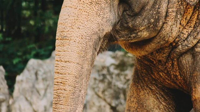 Two large land mammals, Asian elephants, elephas maximus standing side by side, covered in mud, flapping its ears, uses its long trunk to pick up food, eating branches with leaves on the ground.