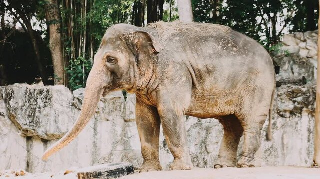 Two large land mammals, Asian elephants, elephas maximus standing side by side, covered in mud, flapping its ears, uses its long trunk to pick up food, eating branches with leaves on the ground.