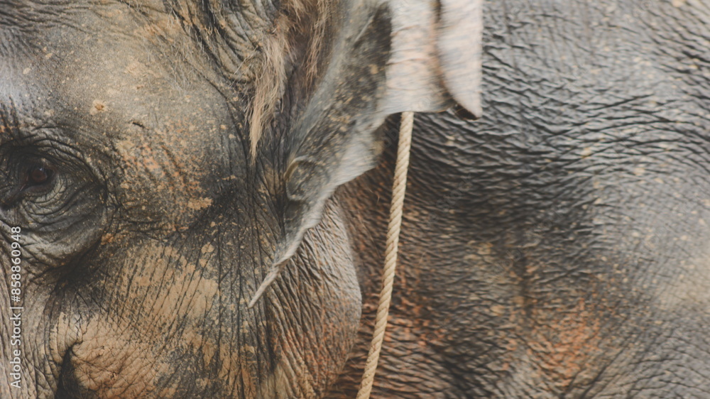 Wall mural Two large land mammals, Asian elephants, elephas maximus standing side by side, covered in mud, flapping its ears, uses its long trunk to pick up food, eating branches with leaves on the ground.