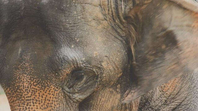 Two large land mammals, Asian elephants, elephas maximus standing side by side, covered in mud, flapping its ears, uses its long trunk to pick up food, eating branches with leaves on the ground.