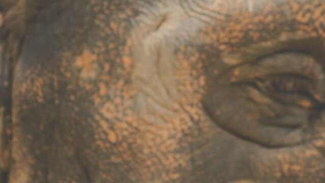 Two large land mammals, Asian elephants, elephas maximus standing side by side, covered in mud, flapping its ears, uses its long trunk to pick up food, eating branches with leaves on the ground.