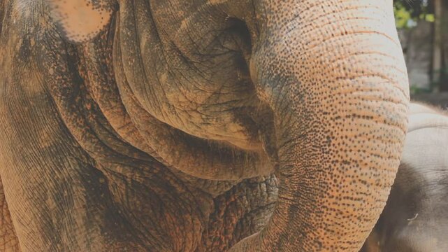 Two large land mammals, Asian elephants, elephas maximus standing side by side, covered in mud, flapping its ears, uses its long trunk to pick up food, eating branches with leaves on the ground.