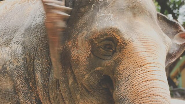 Two large land mammals, Asian elephants, elephas maximus standing side by side, covered in mud, flapping its ears, uses its long trunk to pick up food, eating branches with leaves on the ground.