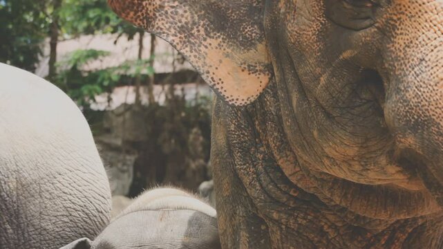 Two large land mammals, Asian elephants, elephas maximus standing side by side, covered in mud, flapping its ears, uses its long trunk to pick up food, eating branches with leaves on the ground.