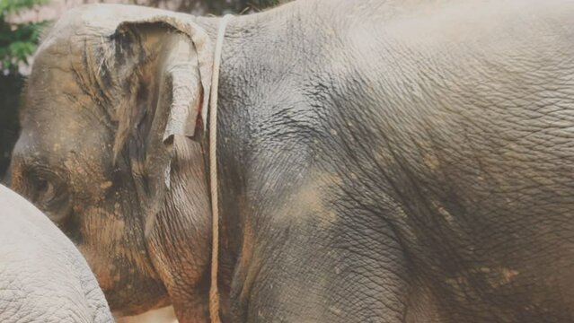 Two large land mammals, Asian elephants, elephas maximus standing side by side, covered in mud, flapping its ears, uses its long trunk to pick up food, eating branches with leaves on the ground.