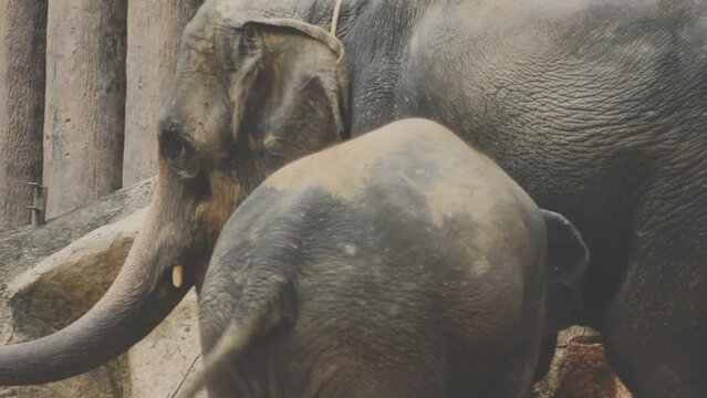 Two large land mammals, Asian elephants, elephas maximus standing side by side, covered in mud, flapping its ears, uses its long trunk to pick up food, eating branches with leaves on the ground.