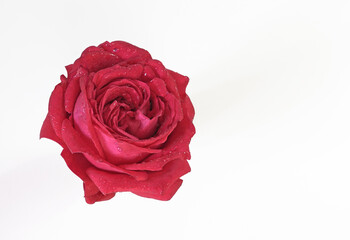 Large red rose flower closeup on a white background for greeting cards, for posters.