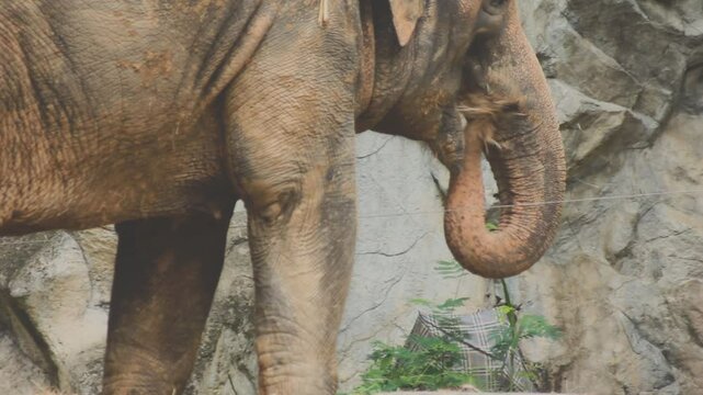 Two large land mammals, Asian elephants, elephas maximus standing side by side, covered in mud, flapping its ears, uses its long trunk to pick up food, eating branches with leaves on the ground.