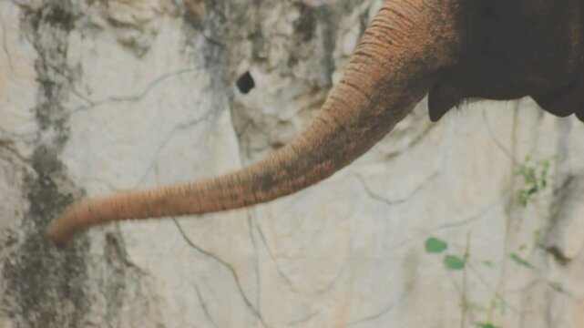 Two large land mammals, Asian elephants, elephas maximus standing side by side, covered in mud, flapping its ears, uses its long trunk to pick up food, eating branches with leaves on the ground.