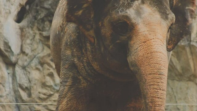 Two large land mammals, Asian elephants, elephas maximus standing side by side, covered in mud, flapping its ears, uses its long trunk to pick up food, eating branches with leaves on the ground.