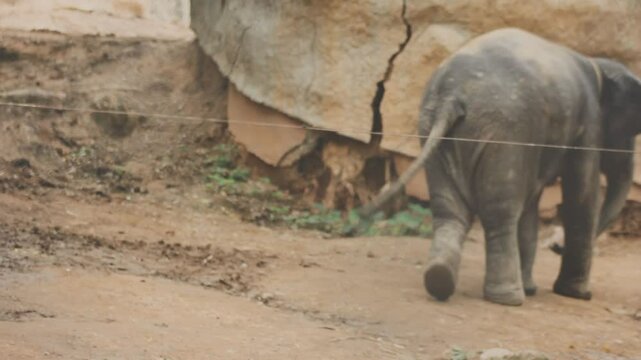 Two large land mammals, Asian elephants, elephas maximus standing side by side, covered in mud, flapping its ears, uses its long trunk to pick up food, eating branches with leaves on the ground.
