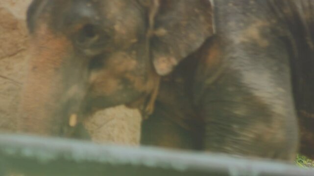 Two large land mammals, Asian elephants, elephas maximus standing side by side, covered in mud, flapping its ears, uses its long trunk to pick up food, eating branches with leaves on the ground.