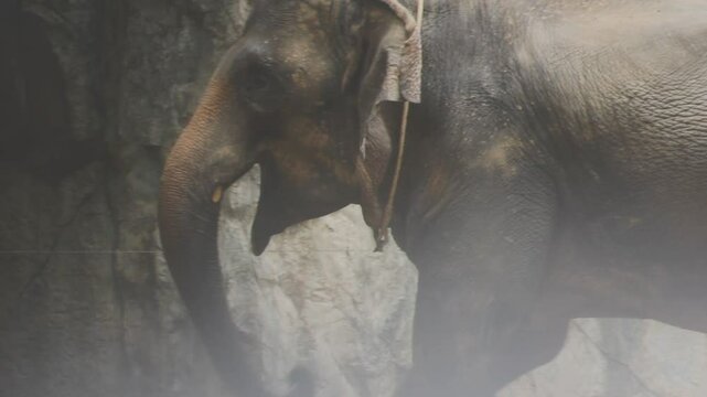 Two large land mammals, Asian elephants, elephas maximus standing side by side, covered in mud, flapping its ears, uses its long trunk to pick up food, eating branches with leaves on the ground.