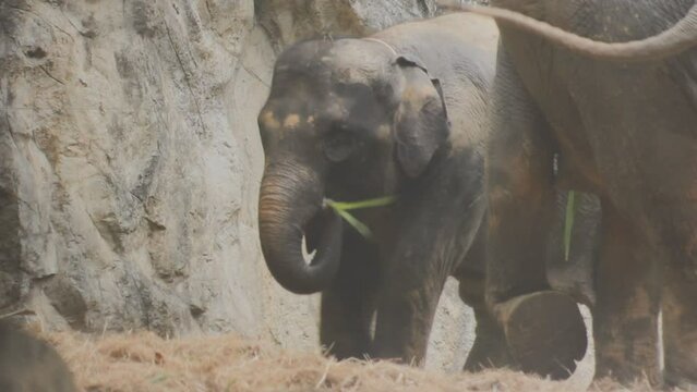 Two large land mammals, Asian elephants, elephas maximus standing side by side, covered in mud, flapping its ears, uses its long trunk to pick up food, eating branches with leaves on the ground.