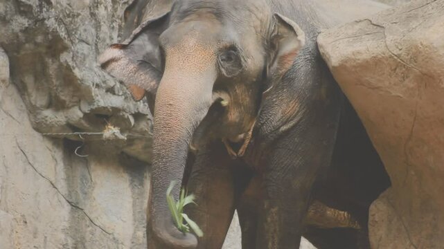 Two large land mammals, Asian elephants, elephas maximus standing side by side, covered in mud, flapping its ears, uses its long trunk to pick up food, eating branches with leaves on the ground.