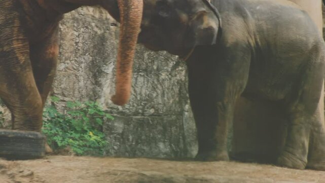 Two large land mammals, Asian elephants, elephas maximus standing side by side, covered in mud, flapping its ears, uses its long trunk to pick up food, eating branches with leaves on the ground.