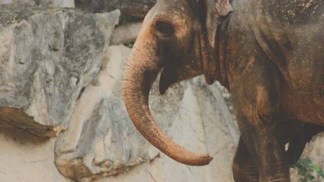 Two large land mammals, Asian elephants, elephas maximus standing side by side, covered in mud, flapping its ears, uses its long trunk to pick up food, eating branches with leaves on the ground.