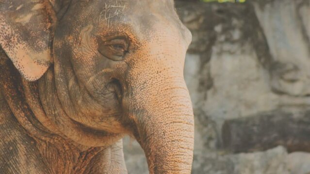 Two large land mammals, Asian elephants, elephas maximus standing side by side, covered in mud, flapping its ears, uses its long trunk to pick up food, eating branches with leaves on the ground.