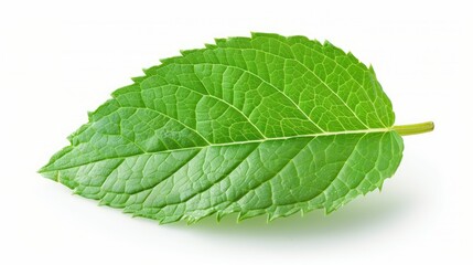 Obraz premium Aromatic mint leaf isolated on white, ideal for culinary recipes and seasoning ads